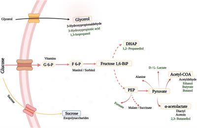 Biotechnological Innovations and Therapeutic Application of Pediococcus and Lactic Acid Bacteria: The Next-Generation Microorganism